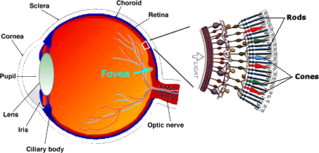 Anatomy of the eye focusing on cones and rods