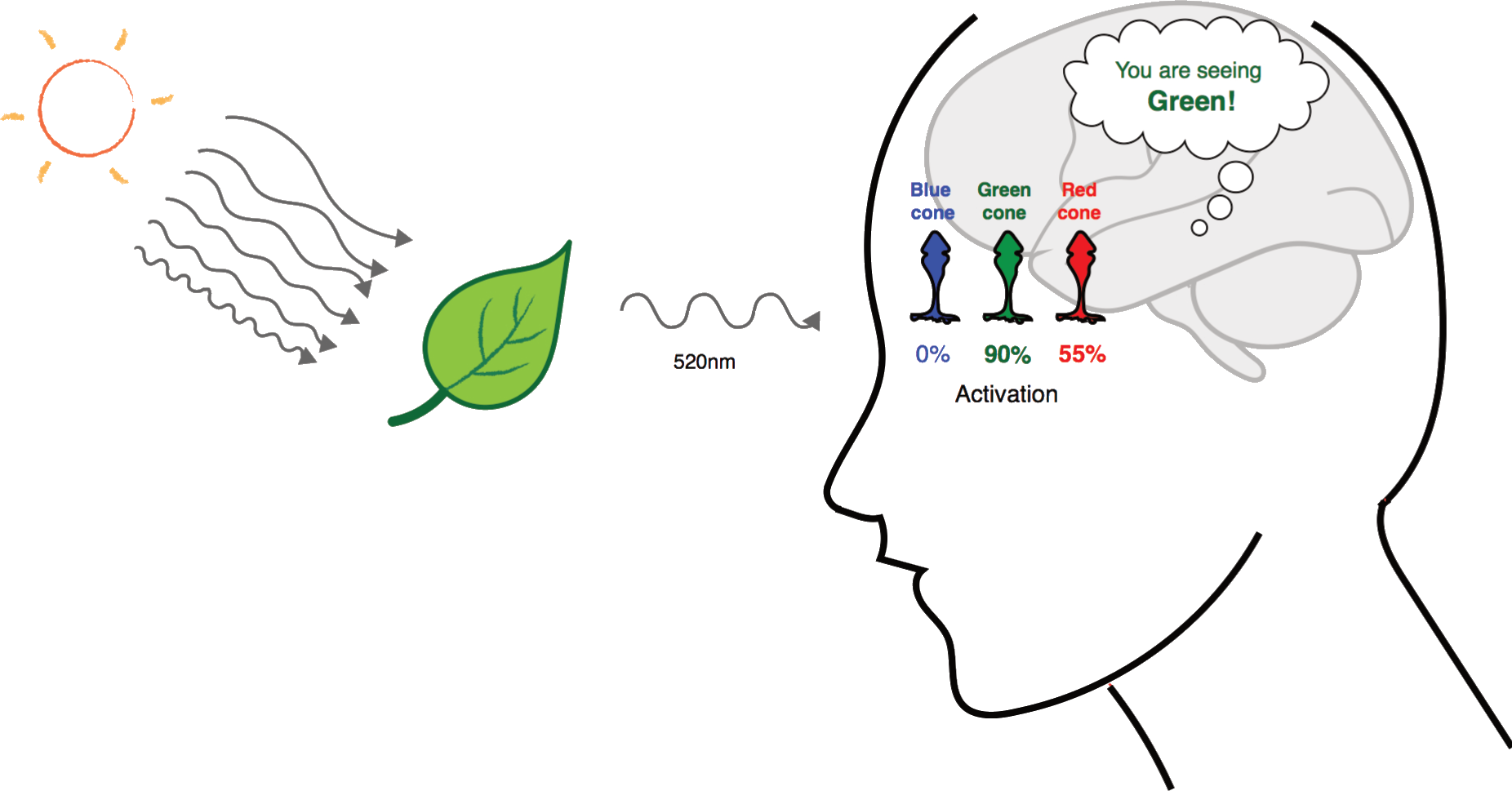 Diagram of cones